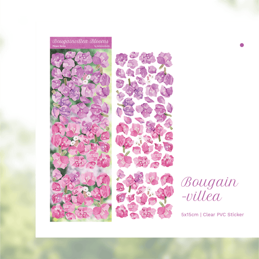 [Dailylouisbella] Bougainvillea Blooms